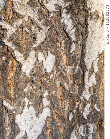 The texture of the birch bark. The texture of the birch bark. 112982373
