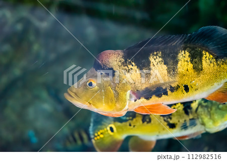 Cichla ocellaris,  known as the butterfly peacock bass in aquarium 112982516
