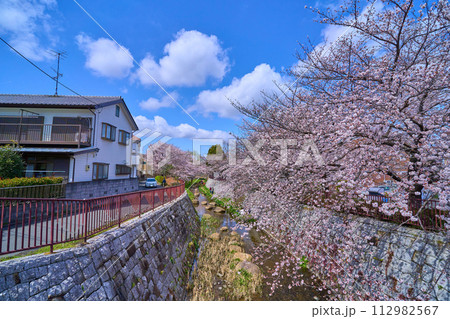 春の川崎市多摩区(生田2丁目,登戸,枡形1丁目の境界線)の二ヶ領本川に架かる台和橋から台和橋藤棚公園 春の川崎市多摩区(生田2丁目,登戸,枡形1丁目の境界線)の二ヶ領本川に架かる台和橋から台和橋藤棚公園 112982567