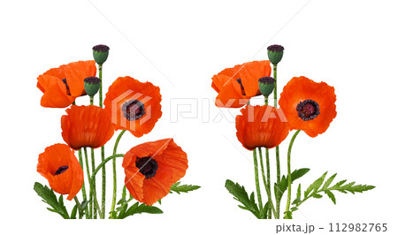Set of floral arrangements with red poppy flowers and seeds isolated 112982765