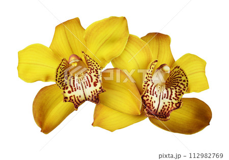 Yellow orchid (Cymbidium) flowers in a floral arrangement isolated 112982769