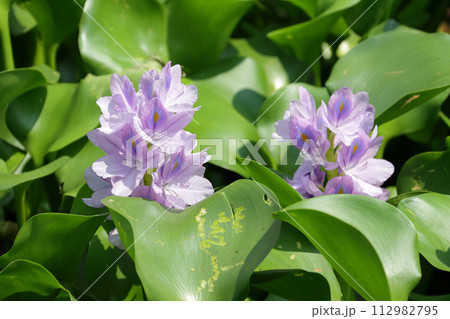 Water hyacinth A 112982795