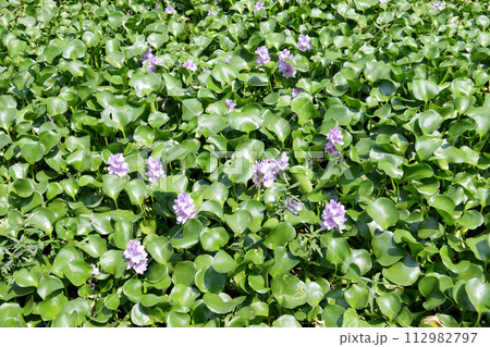 Water hyacinth C Water hyacinth C 112982797