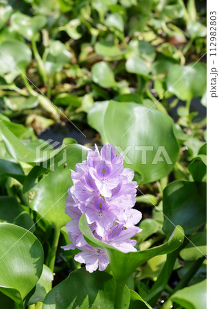 Water hyacinth F 112982803
