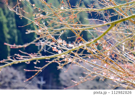 福知渓谷 112982826