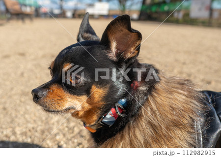 ドッグランの小型犬・チワワ・ミニピン ドッグランの小型犬・チワワ・ミニピン 112982915