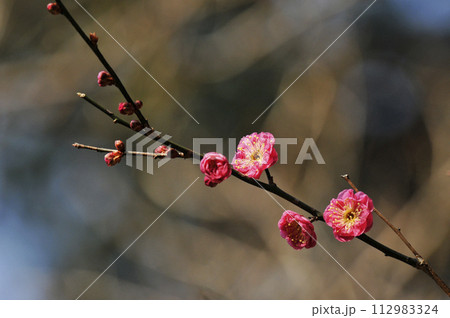 綺麗に咲いた紅冬至梅の花 綺麗に咲いた紅冬至梅の花 112983324