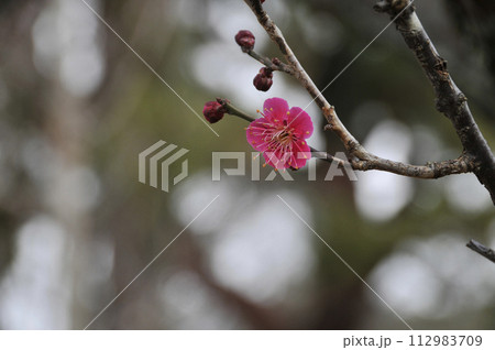 綺麗に咲いた紅梅の花 112983709