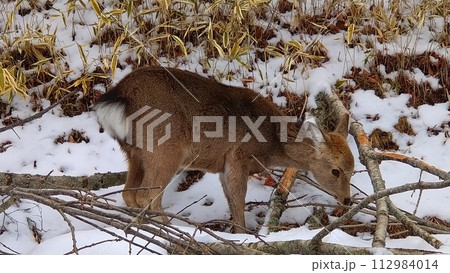 落ち枝の樹皮を貪るニホンジカ 落ち枝の樹皮を貪るニホンジカ 112984014