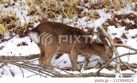 落ち枝の樹皮を貪るニホンジカ 落ち枝の樹皮を貪るニホンジカ 112984024