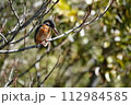 枝にとまるカワセミ 112984585