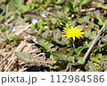 春の野に咲くタンポポ 112984586