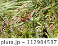 春の野に羽を広げたベニシジミ 112984587