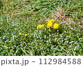 春の野に咲くタンポポ 112984588