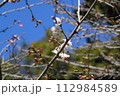 咲き始めた桜 112984589