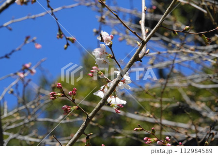 咲き始めた桜 咲き始めた桜 112984589