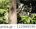木の上のリス 112984590