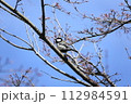 木に止まるシジュウカラ 112984591