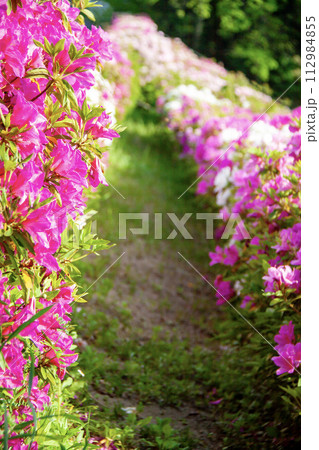 満開のつつじ咲く小道 112984855