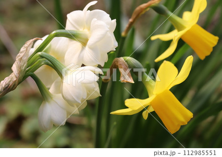 春の庭に咲く白い八重咲のフサザキスイセンの花と黄色いミニ水仙の花 112985551