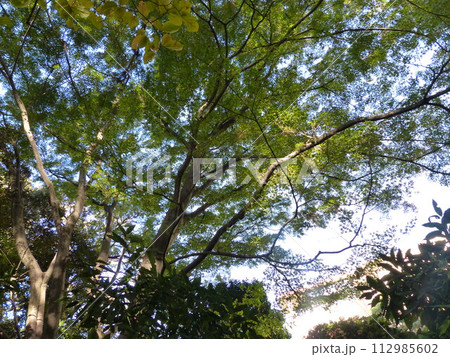 東京都庭園美術館 東京都港区白金台 旧朝香宮邸公益財団法人東京都歴史文化財団 庭園 池 林 新館 東京都庭園美術館 東京都港区白金台 旧朝香宮邸公益財団法人東京都歴史文化財団 庭園 池 林 新館 112985602