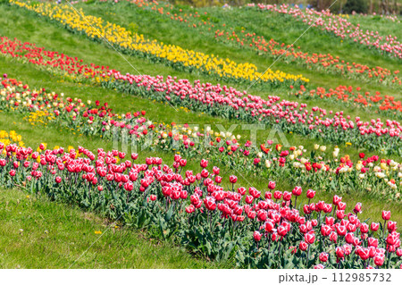 Beautiful multicolored tulips in a flower park at spring Beautiful multicolored tulips in a flower park at spring 112985732