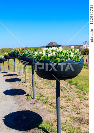 Multicolored tulips in flowerpots in a park Multicolored tulips in flowerpots in a park 112985735