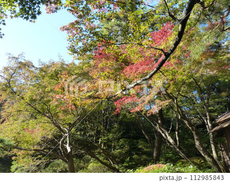 東京都庭園美術館  東京都港区白金台　旧朝香宮邸公益財団法人東京都歴史文化財団　庭園　池　林　新館  112985843