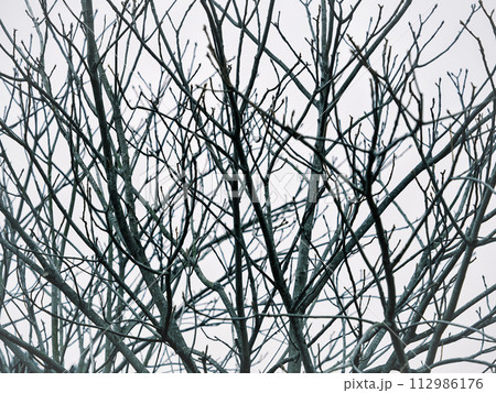 葉が落ちた冬の木の枝 112986176