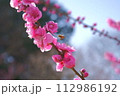 花桃　矢口 112986192