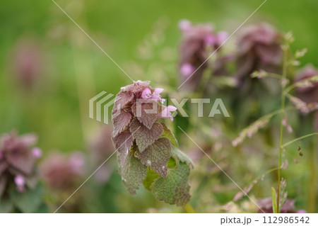 ヒメオドリコソウの花 112986542