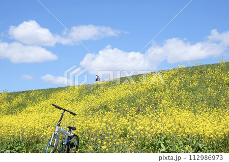 河川敷の菜の花畑と自転車 112986973