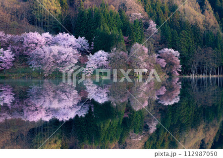 【信州の春】中綱湖のオオヤマザクラ・リフレクション【長野県】 112987050