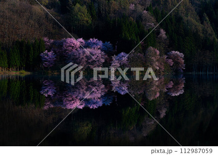 【信州の春】中綱湖のオオヤマザクラ・リフレクション【長野県】 112987059