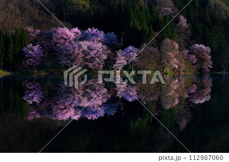 【信州の春】中綱湖のオオヤマザクラ・リフレクション【長野県】 112987060