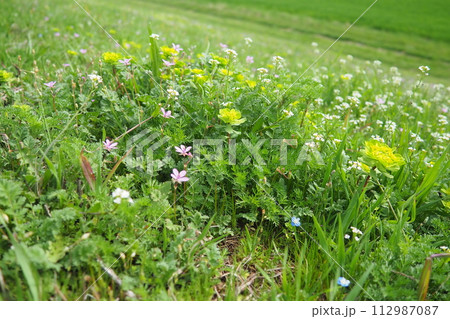 Erodium cicutarium, storks-bill, redstem filaree, redstem stork bill or pinweed Geraniaceae. Flowers of shepherd's purse. Capsella bursa-pastoris Brassicaceae. Euphorbia serrata spurge Euphorbiaceae Erodium cicutarium, storks-bill, redstem filaree, redstem stork bill or pinweed Geraniaceae. Flowers of shepherd's purse. Capsella bursa-pastoris Brassicaceae. Euphorbia serrata spurge Euphorbiaceae 112987087