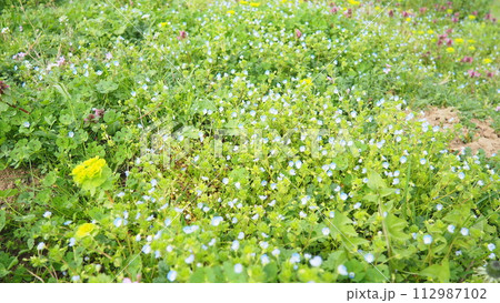 Forget-me-nots in the meadow in the grass. Myosotis is a genus of flowering plants in the family Boraginaceae. Beautiful blue forget-me-nots or scorpion grasses. Flora of Serbia. Wildflowers in bloom 112987102