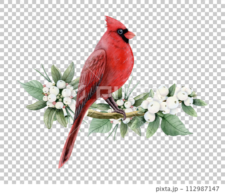 Red cardinal Christmas bird sitting on snowberry branch with white berries watercolor isolated illustration for winter holidays symbols designs, greeting cards and New Year party postcards 112987147