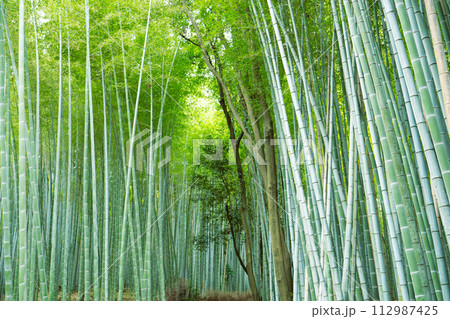 京都 嵯峨野の竹林の小径の風景 112987425