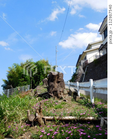 植物の生えてる桜の切り株 植物の生えてる桜の切り株 112987540