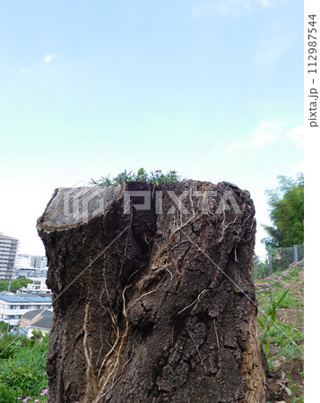 植物の生えてる桜の切り株 112987544
