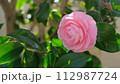 椿 112987724