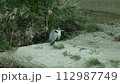 サギ 112987749