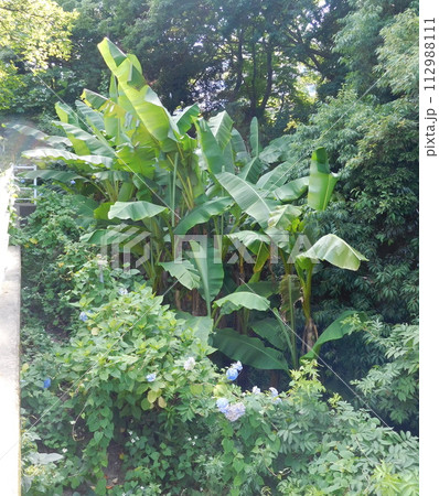 芭蕉 芭蕉 112988111