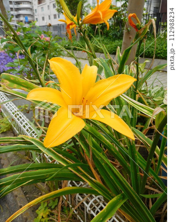 ノカンゾウ 112988234