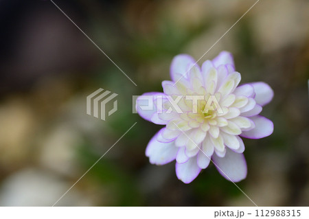 雪割草 雪割草 112988315