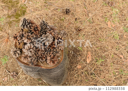 【青森市合浦公園】切り株と松ぼっくり 112988338