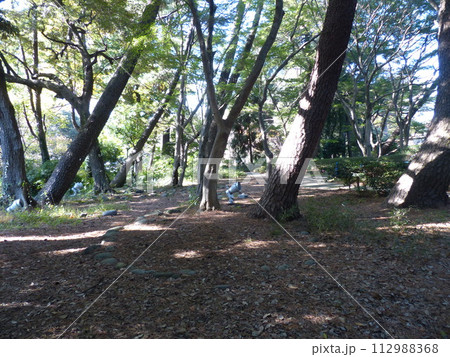 東京都庭園美術館  東京都港区白金台　旧朝香宮邸公益財団法人東京都歴史文化財団　庭園　池　林　新館  112988368