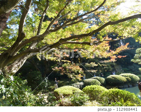 東京都庭園美術館  東京都港区白金台　旧朝香宮邸公益財団法人東京都歴史文化財団　庭園　池　林　新館  112988441