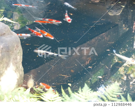 東京都庭園美術館  東京都港区白金台　旧朝香宮邸公益財団法人東京都歴史文化財団　庭園　池　林　新館  112988446